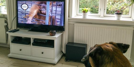 Når hunden ser fjernsyn.