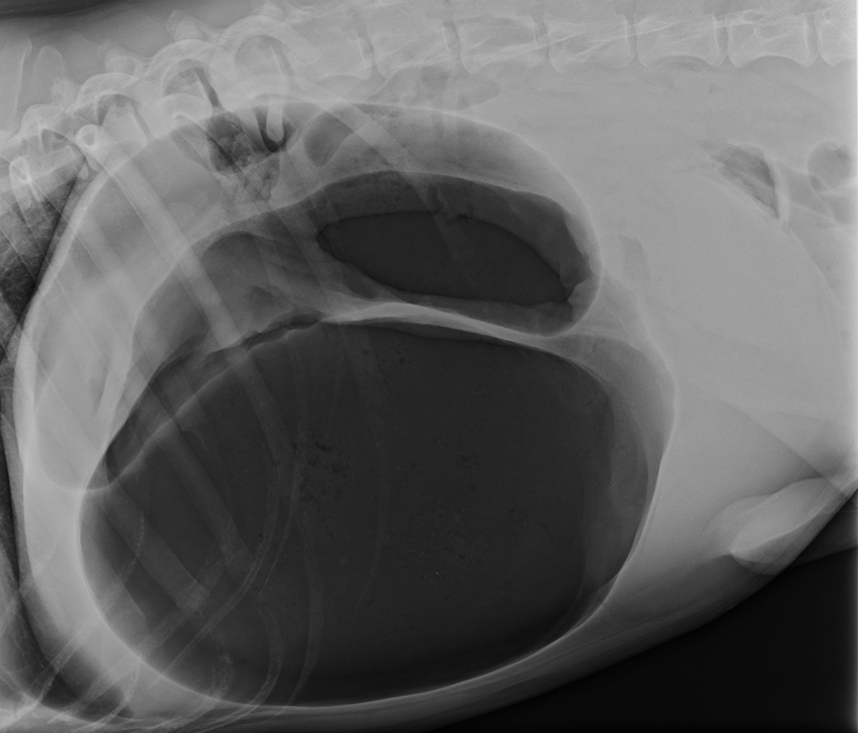 trække Footpad Gnide Når hunden pludselig bliver alvorlig syg med en mavedrejning. - CATCH  Hundetrening